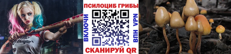 Купить  Пыть-Ях  Псилоцибиновые грибы Psilocybe 